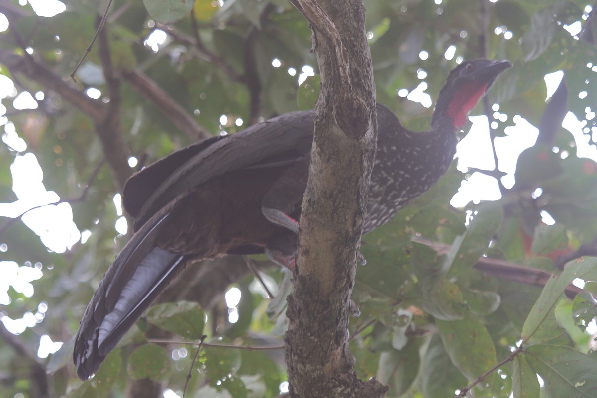 Tepeli Guan - ML636875341