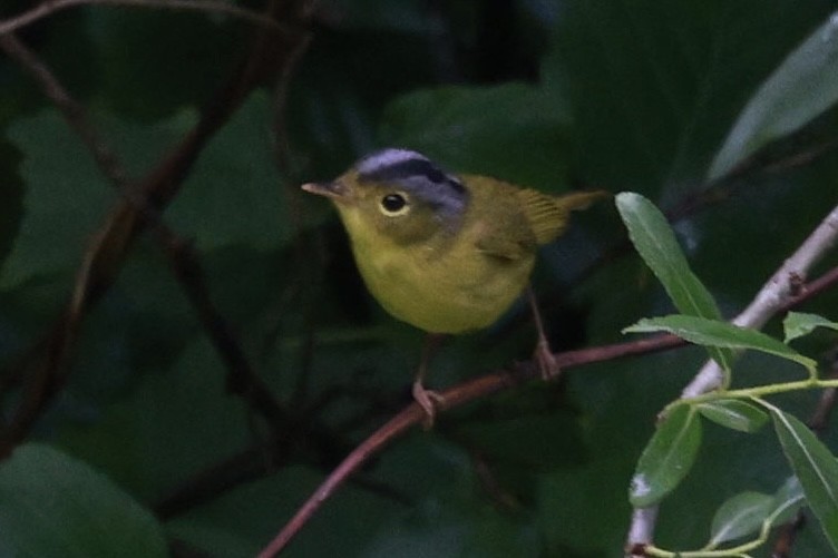 budníček šedokorunkatý - ML636875417