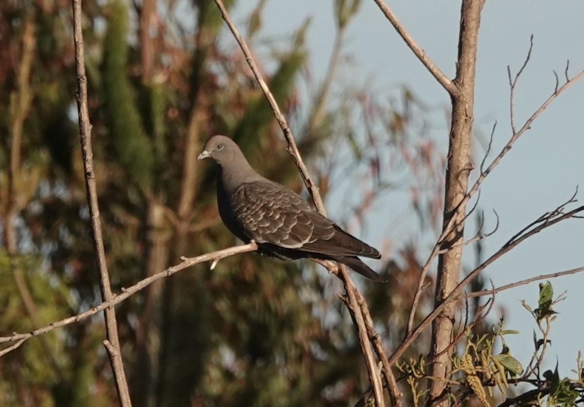 Spot-winged Pigeon - ML636875441