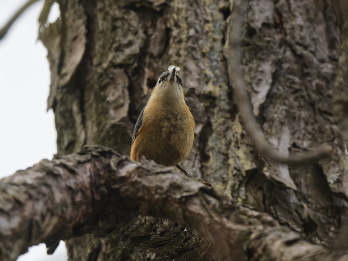 White-tailed Nuthatch - ML636875459