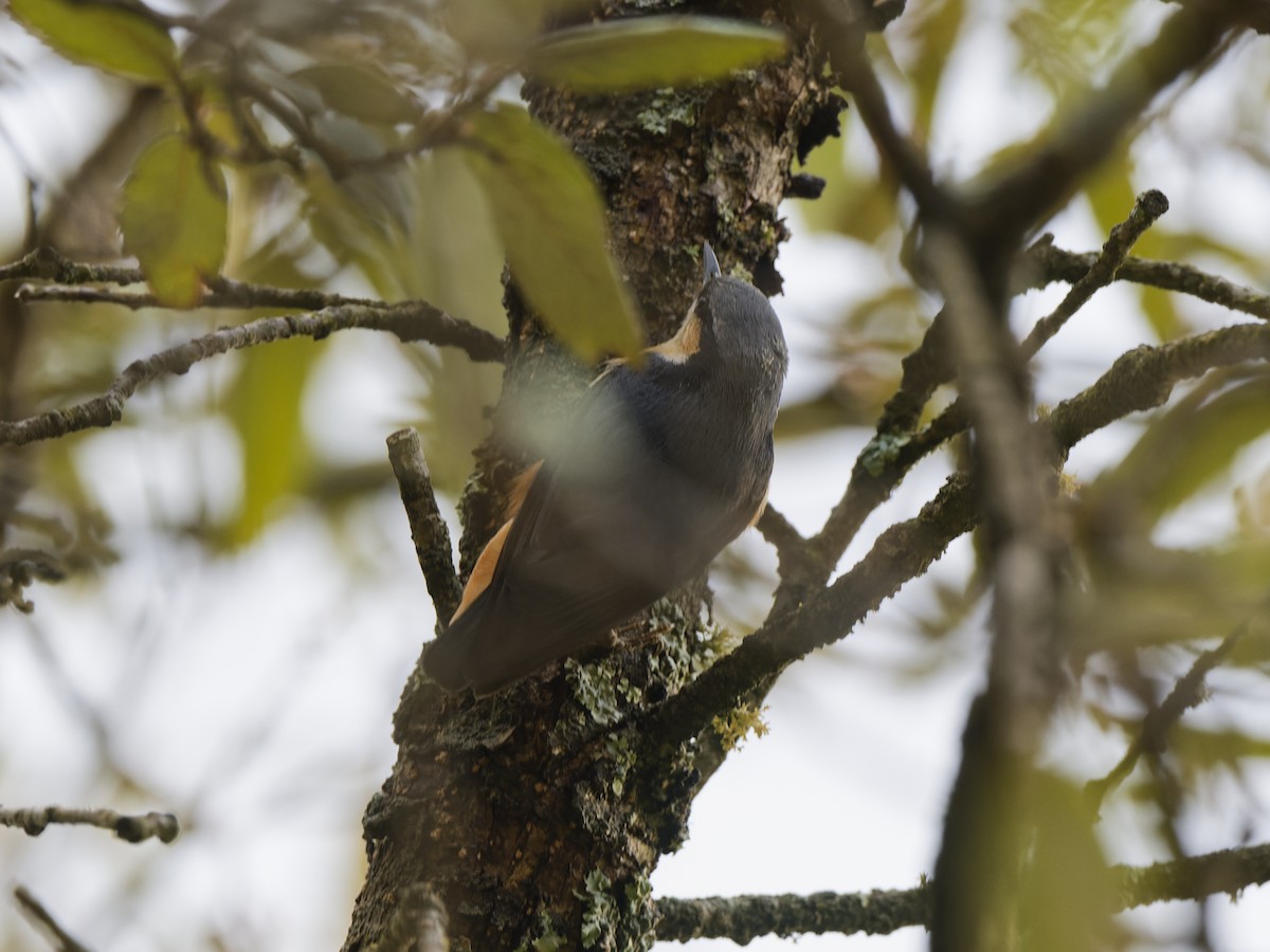 White-tailed Nuthatch - ML636875460