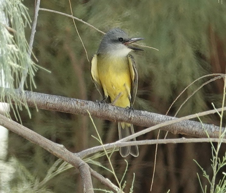 Tropical Kingbird - ML636875499