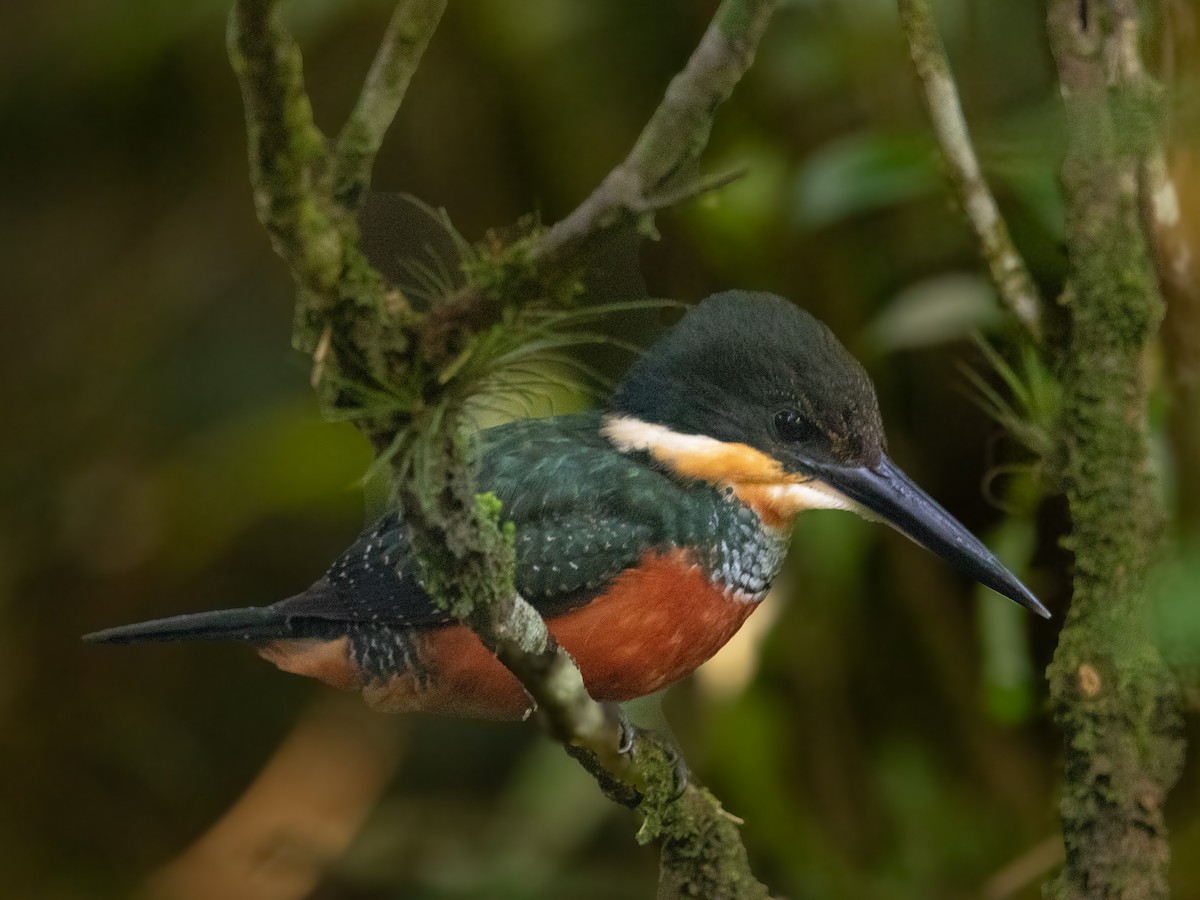 Green-and-rufous Kingfisher - ML636875580