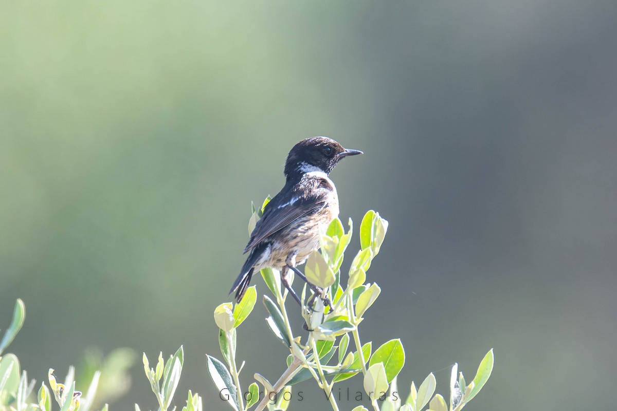 European Stonechat - ML636875631