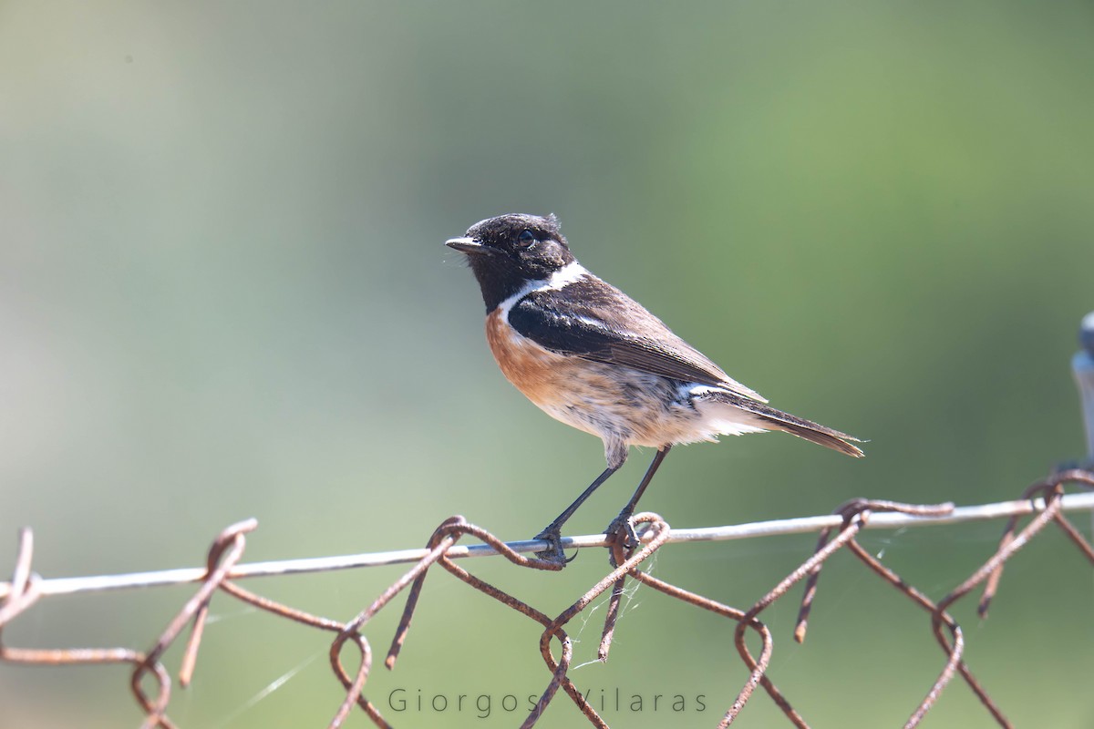 European Stonechat - ML636875632