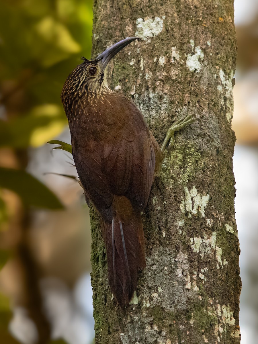White-throated Woodcreeper - ML636875633