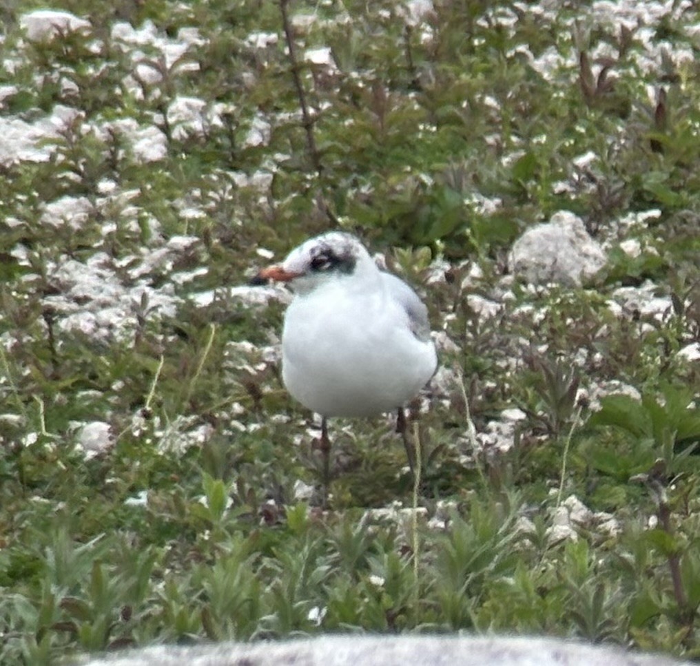 Mediterranean Gull - ML636875636