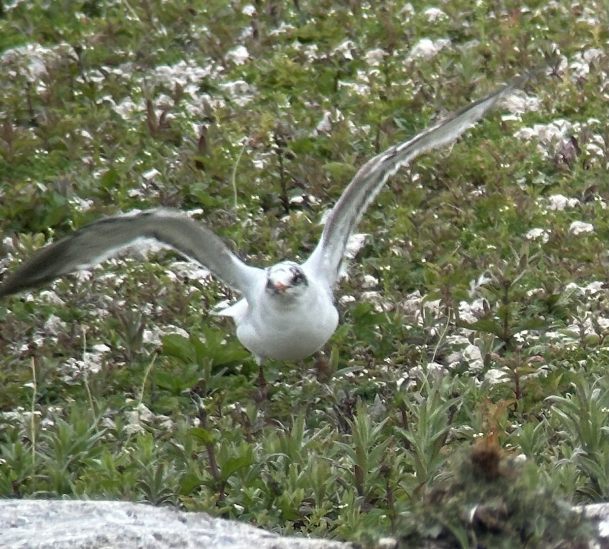 Mediterranean Gull - ML636875637