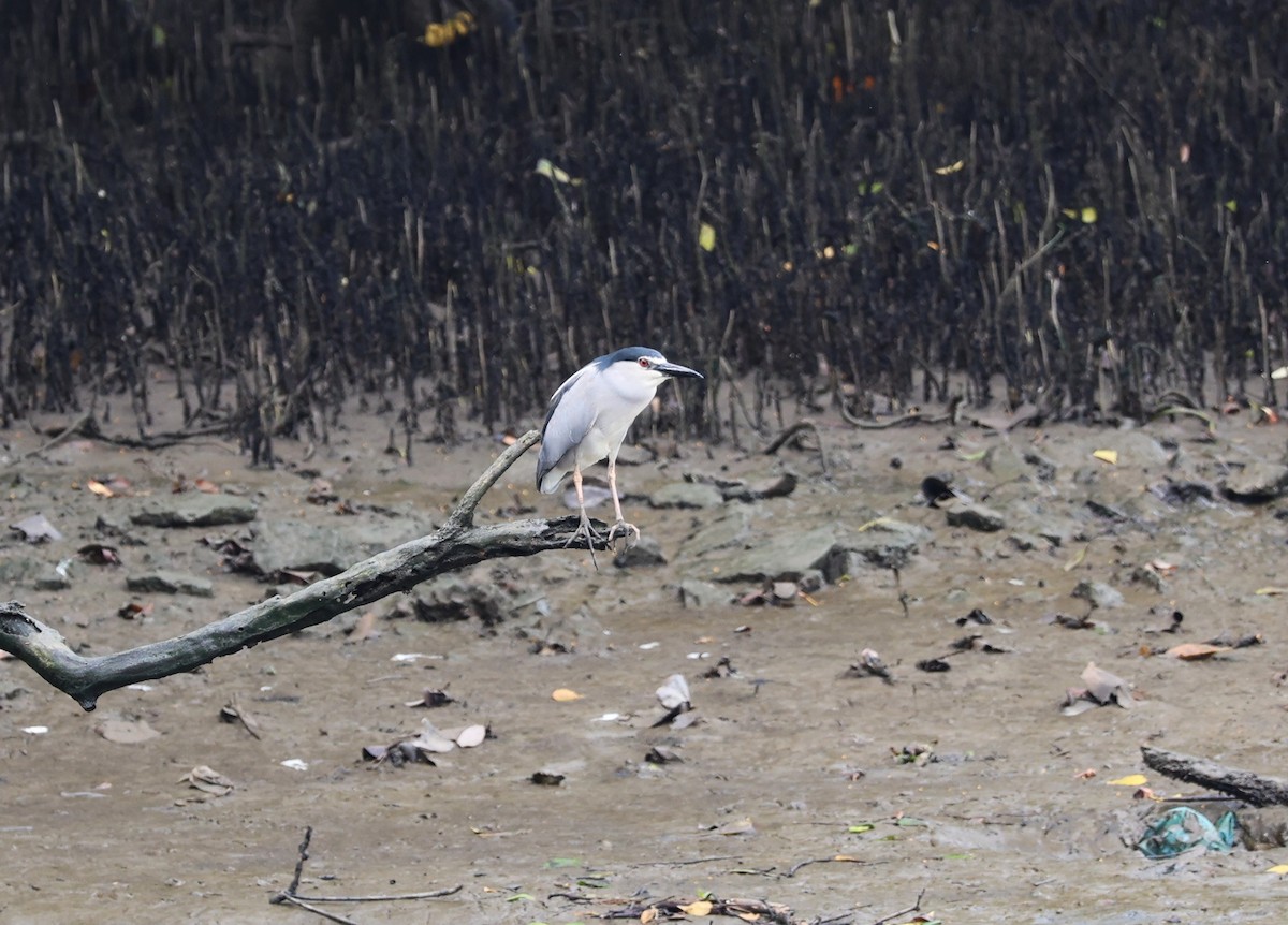 Black-crowned Night Heron - ML636875638