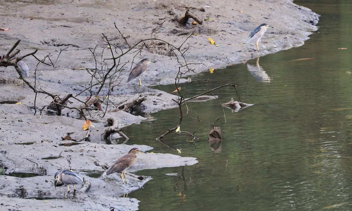 Black-crowned Night Heron - ML636875640