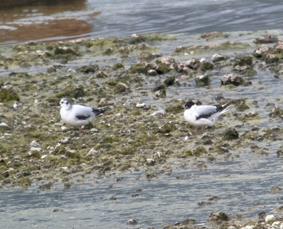 Little Gull - ML636875643