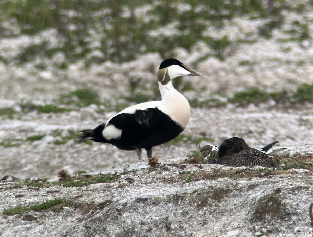 Common Eider (Eurasian) - ML636875650