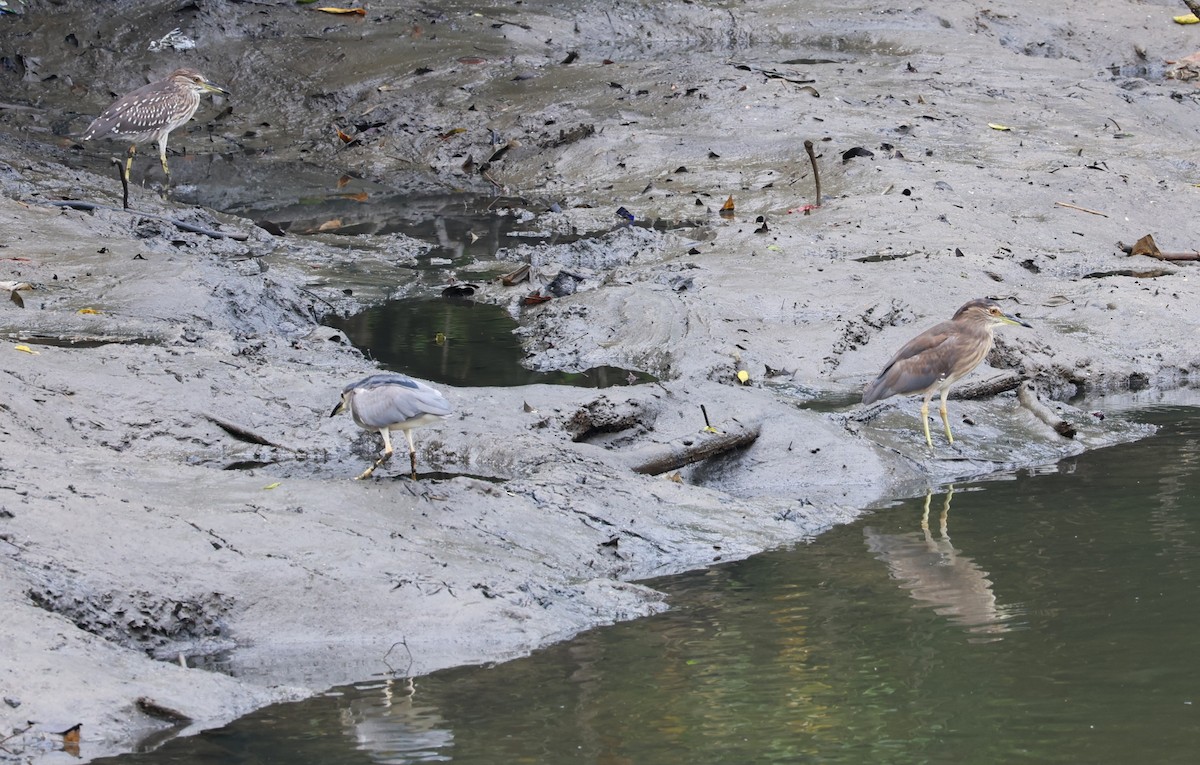 Black-crowned Night Heron - ML636875652