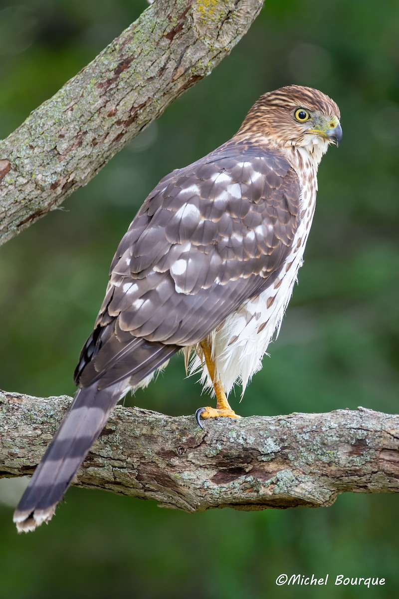 Cooper's Hawk - ML636875720
