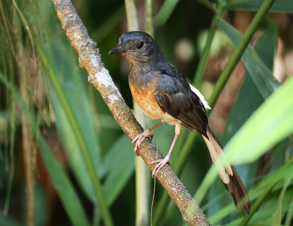White-rumped Shama - ML636875745