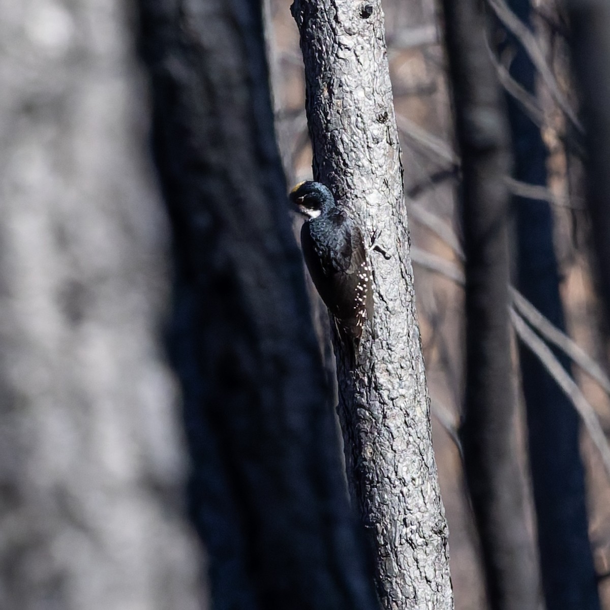 Black-backed Woodpecker - ML636875829