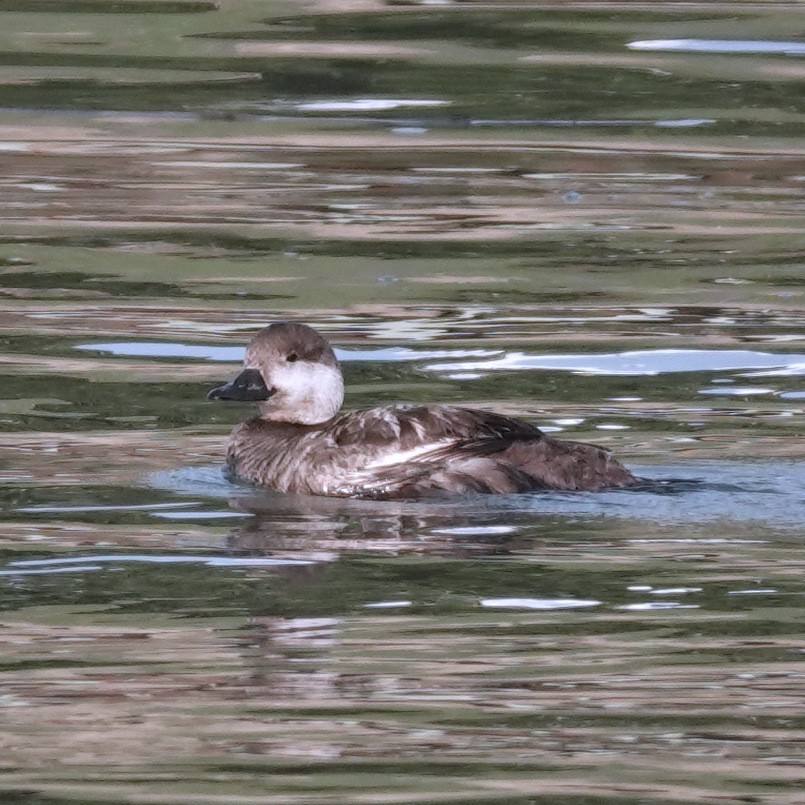 Black Scoter - ML636875873