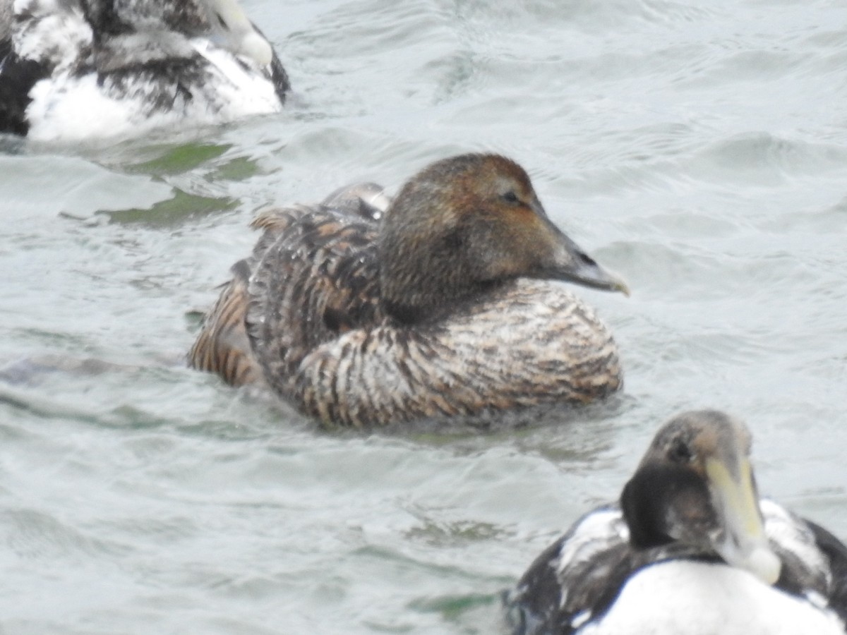 Common Eider - ML636875889