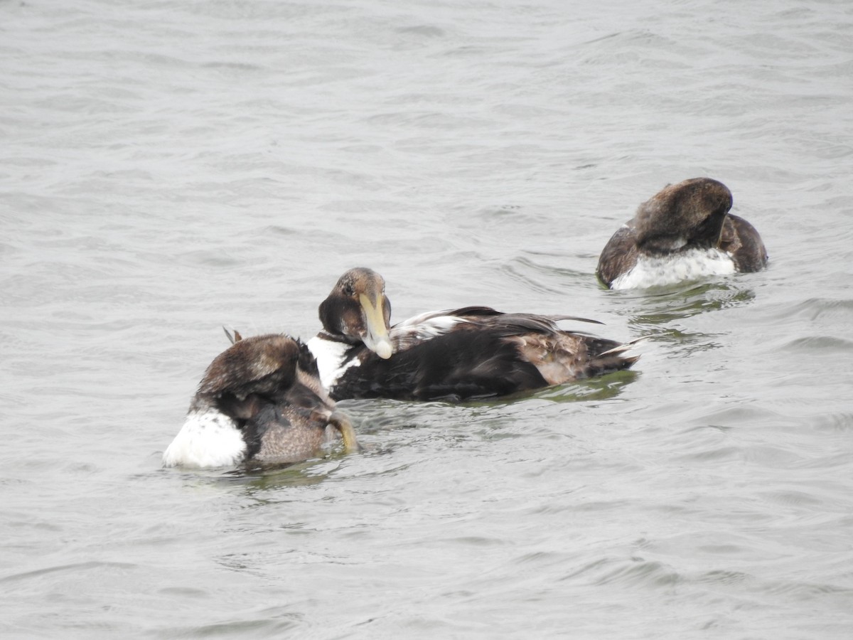 Common Eider - ML636875890