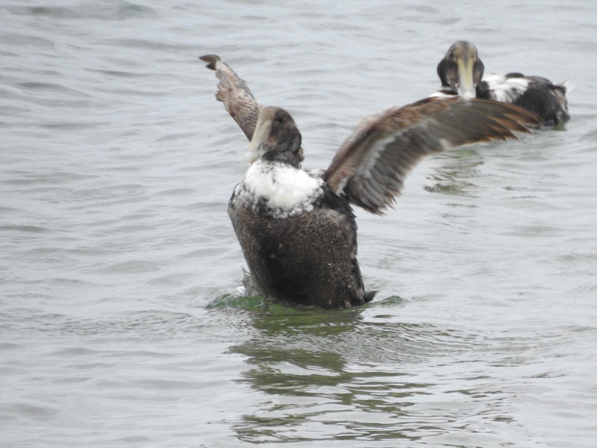 Common Eider - ML636875891