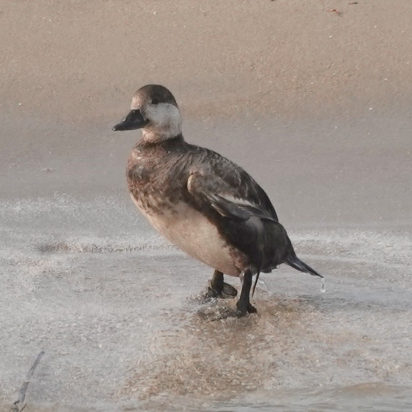 Black Scoter - ML636875896