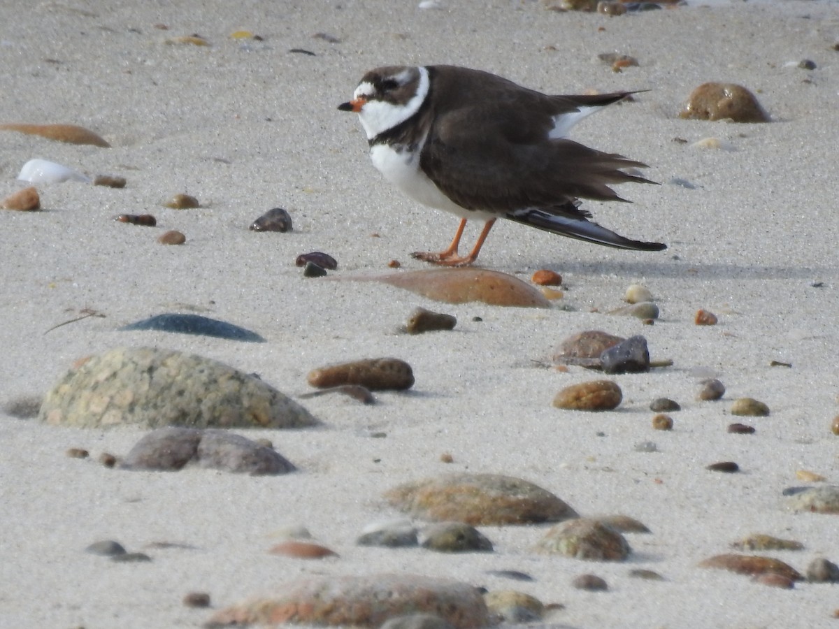 Semipalmated Plover - ML636875903