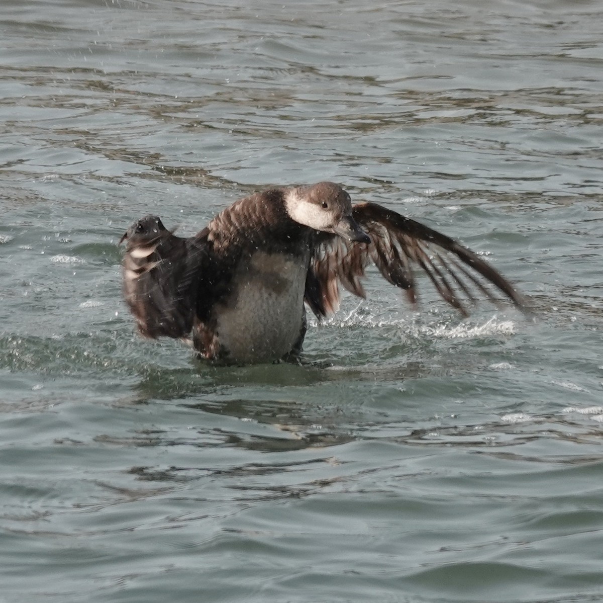 Black Scoter - ML636875915