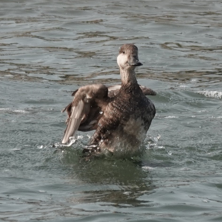 Black Scoter - ML636875929
