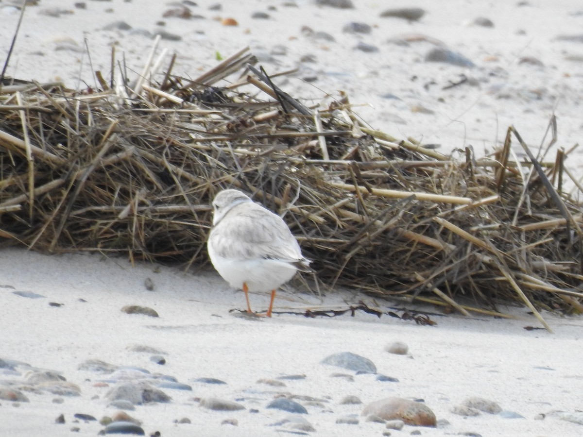Piping Plover - ML636875944