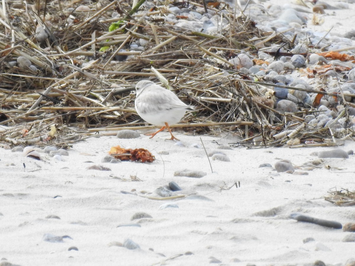 Piping Plover - ML636875945