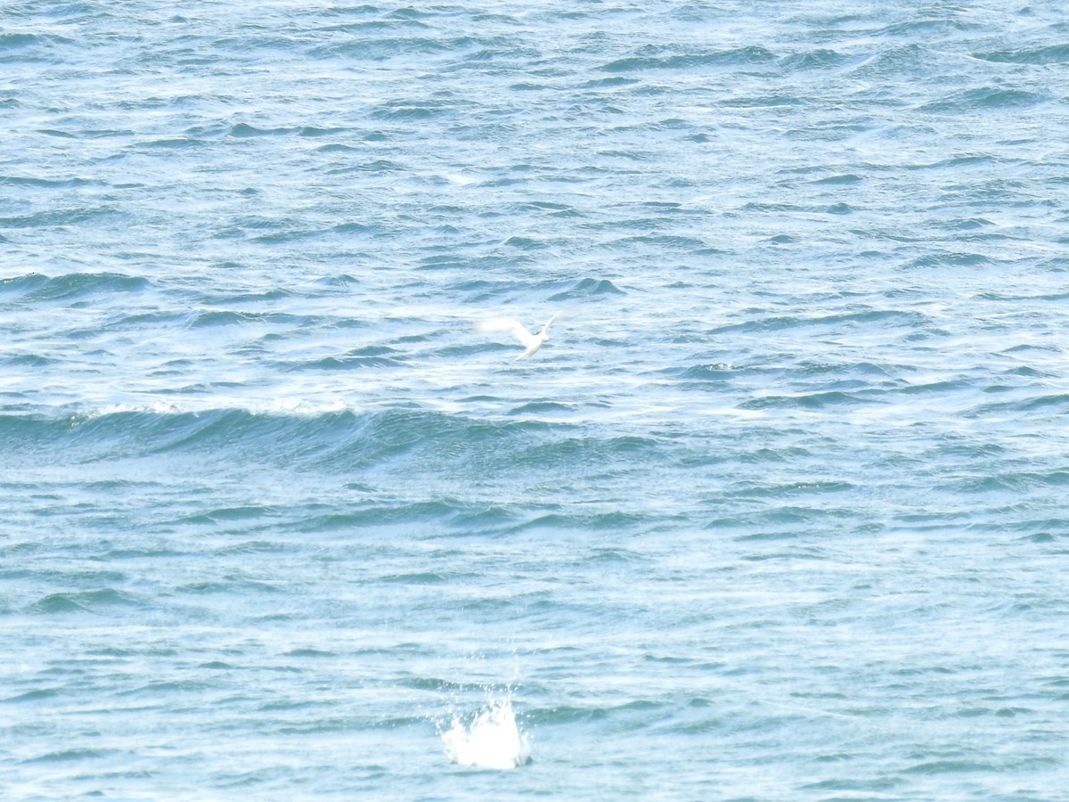 Least Tern - ML636875956