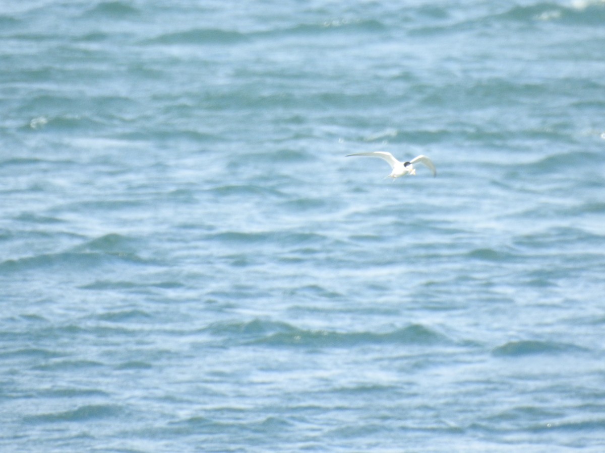 Least Tern - ML636875957