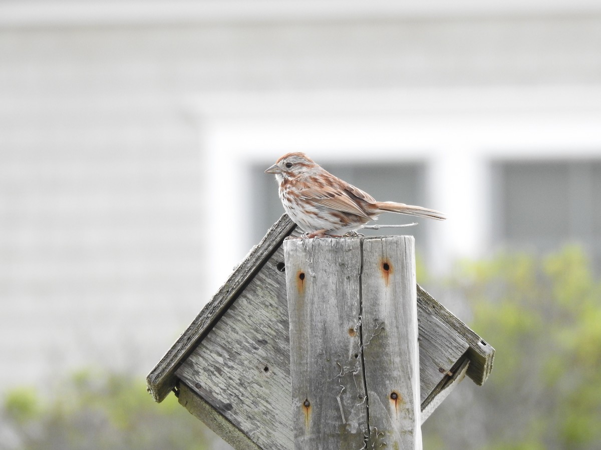Song Sparrow - ML636875965