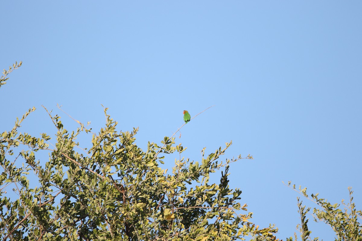 Lilian's Lovebird - ML636876007