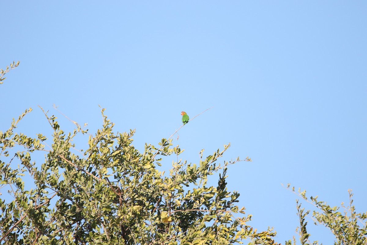 Lilian's Lovebird - ML636876009