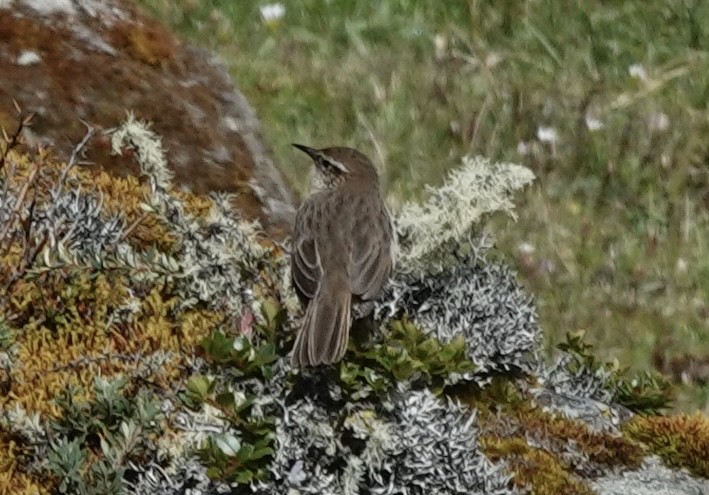 Streak-throated Canastero - ML636876022