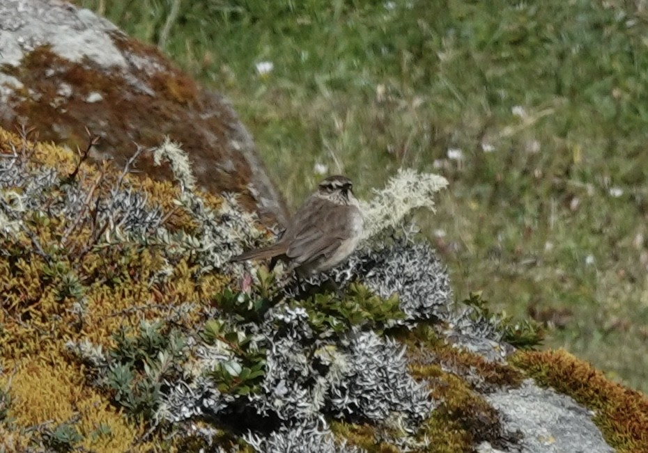 Streak-throated Canastero - ML636876023