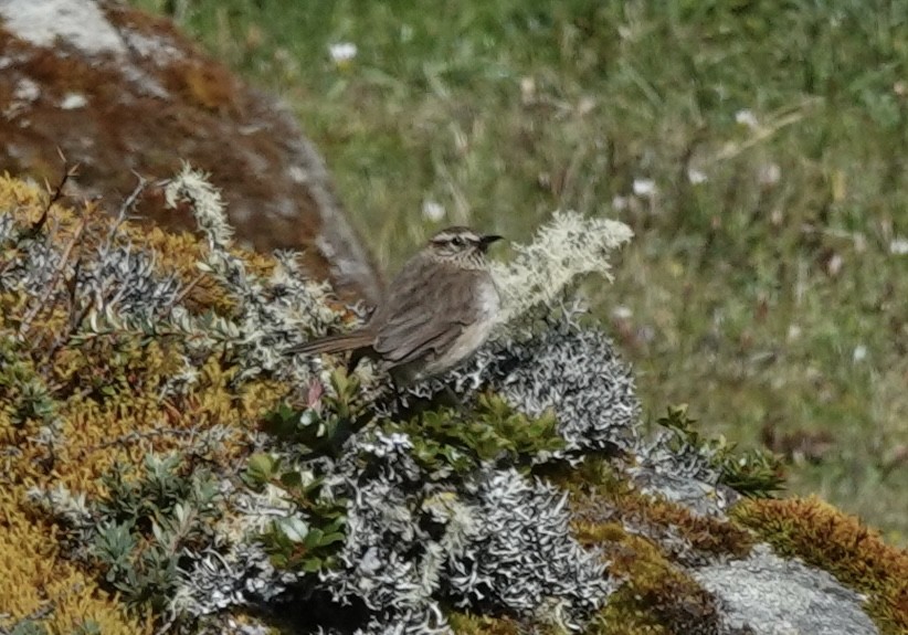 Streak-throated Canastero - ML636876024
