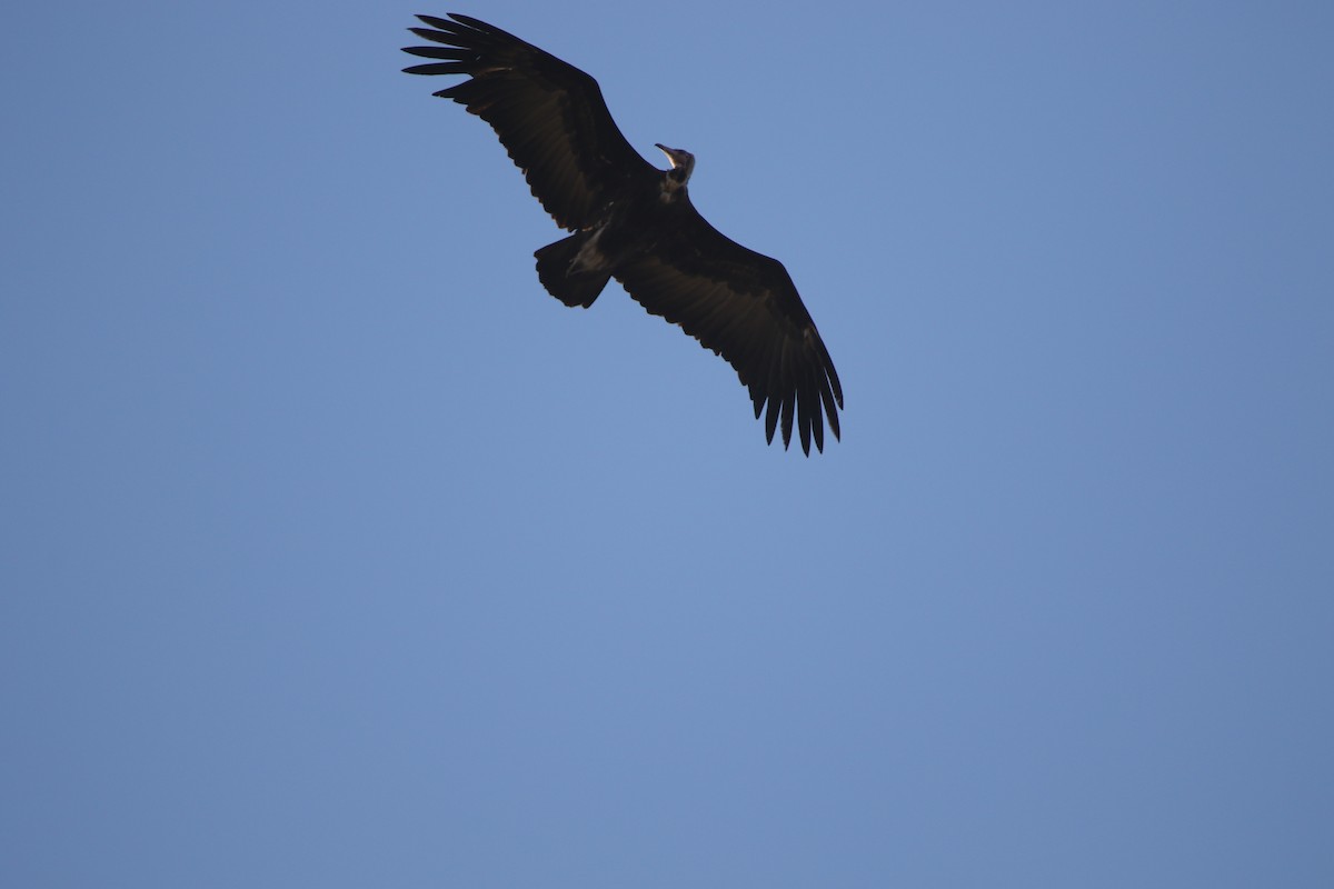 Hooded Vulture - ML636876028