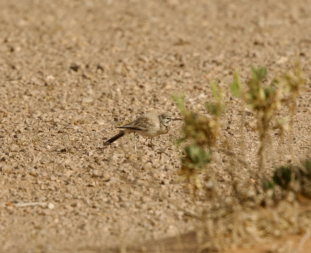 Greater Hoopoe-Lark - ML636876064