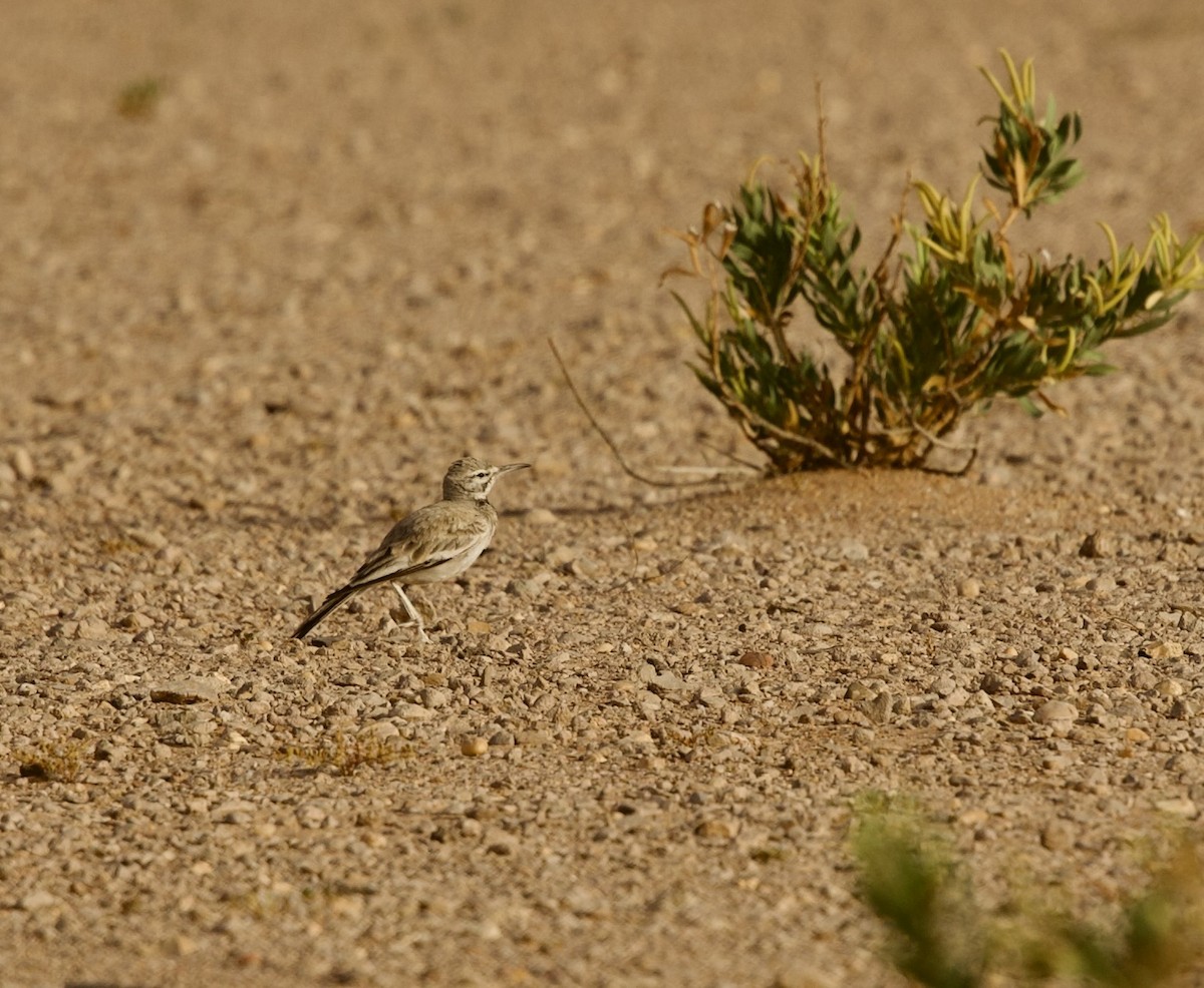 Greater Hoopoe-Lark - ML636876065