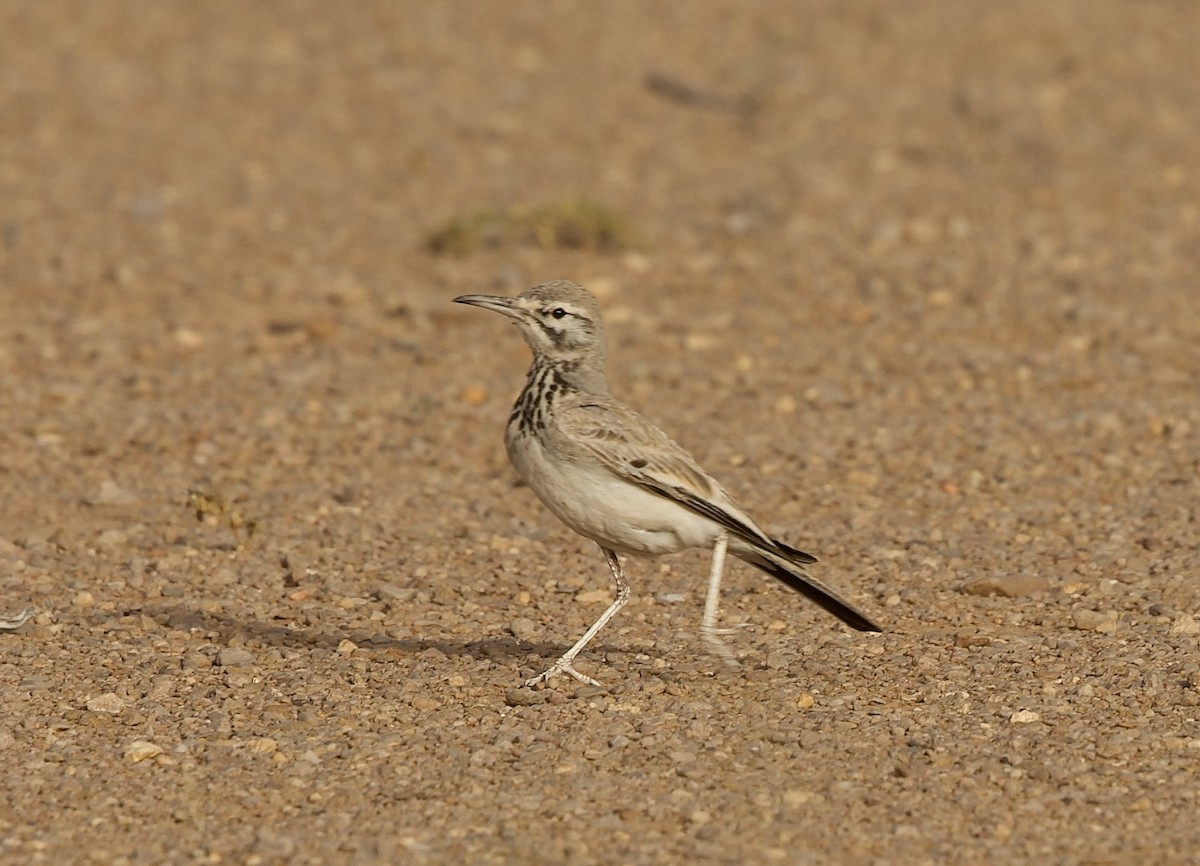 Greater Hoopoe-Lark - ML636876067