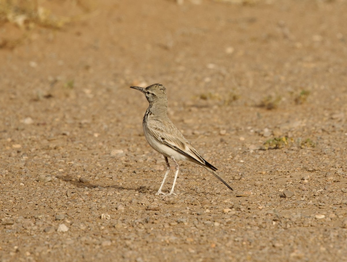 Greater Hoopoe-Lark - ML636876068