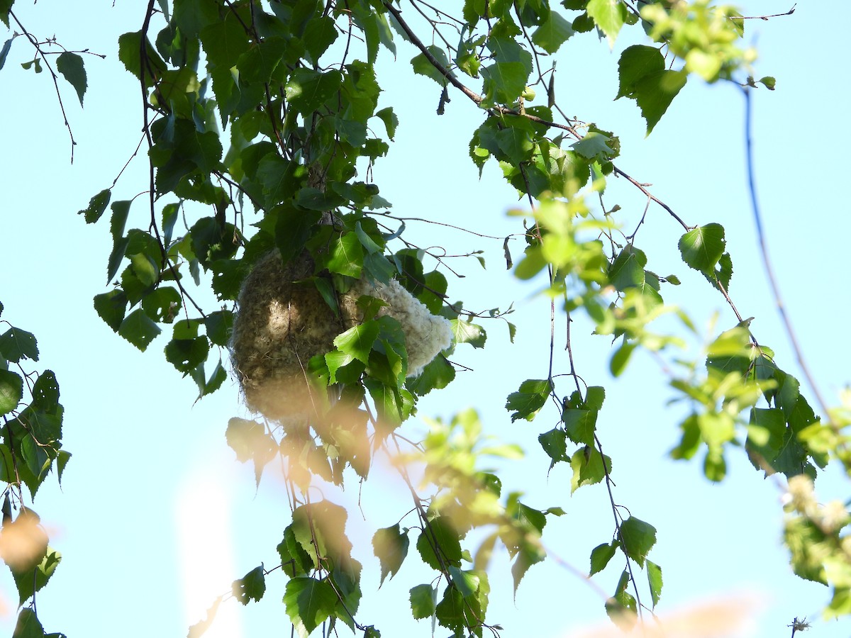 Eurasian Penduline-Tit - ML636876095