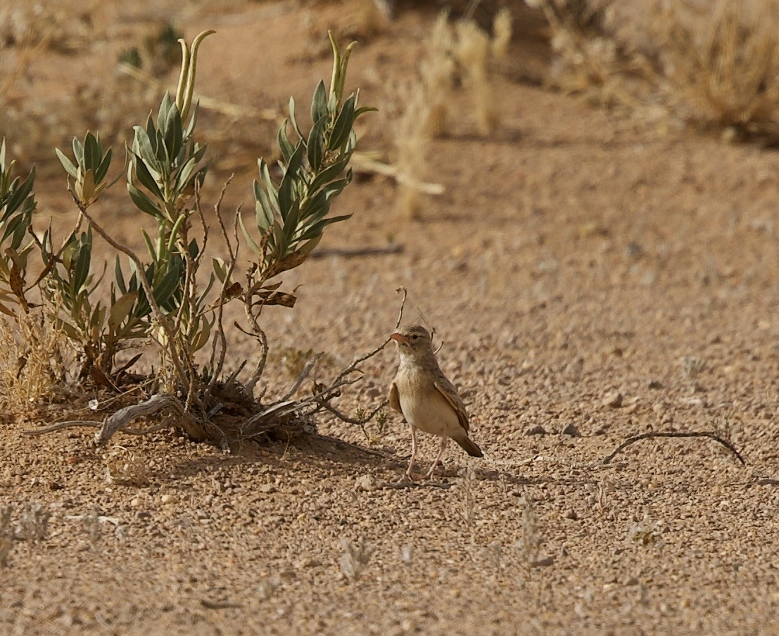 Bar-tailed Lark - ML636876097