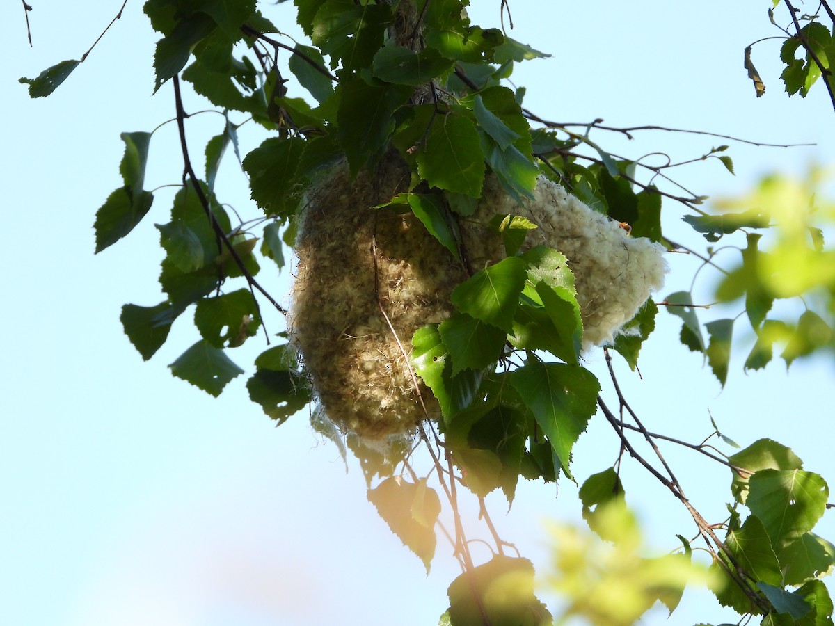 Eurasian Penduline-Tit - ML636876099