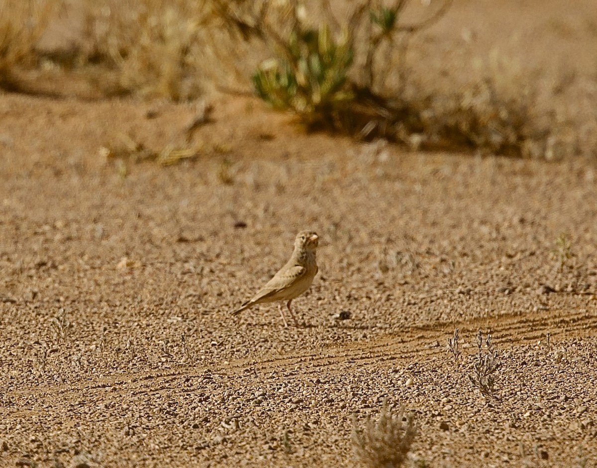 Bar-tailed Lark - ML636876107