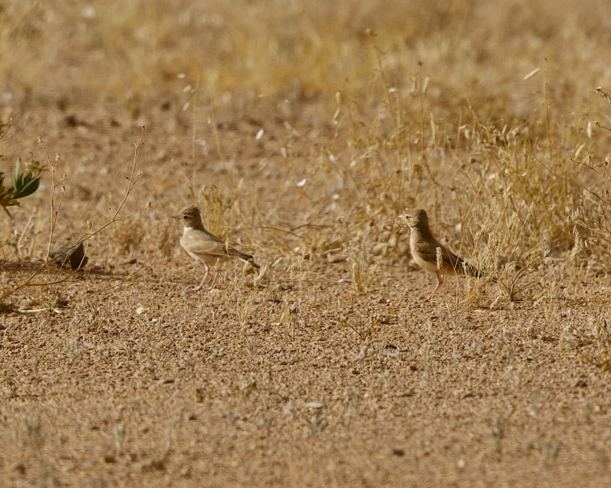 Bar-tailed Lark - ML636876115
