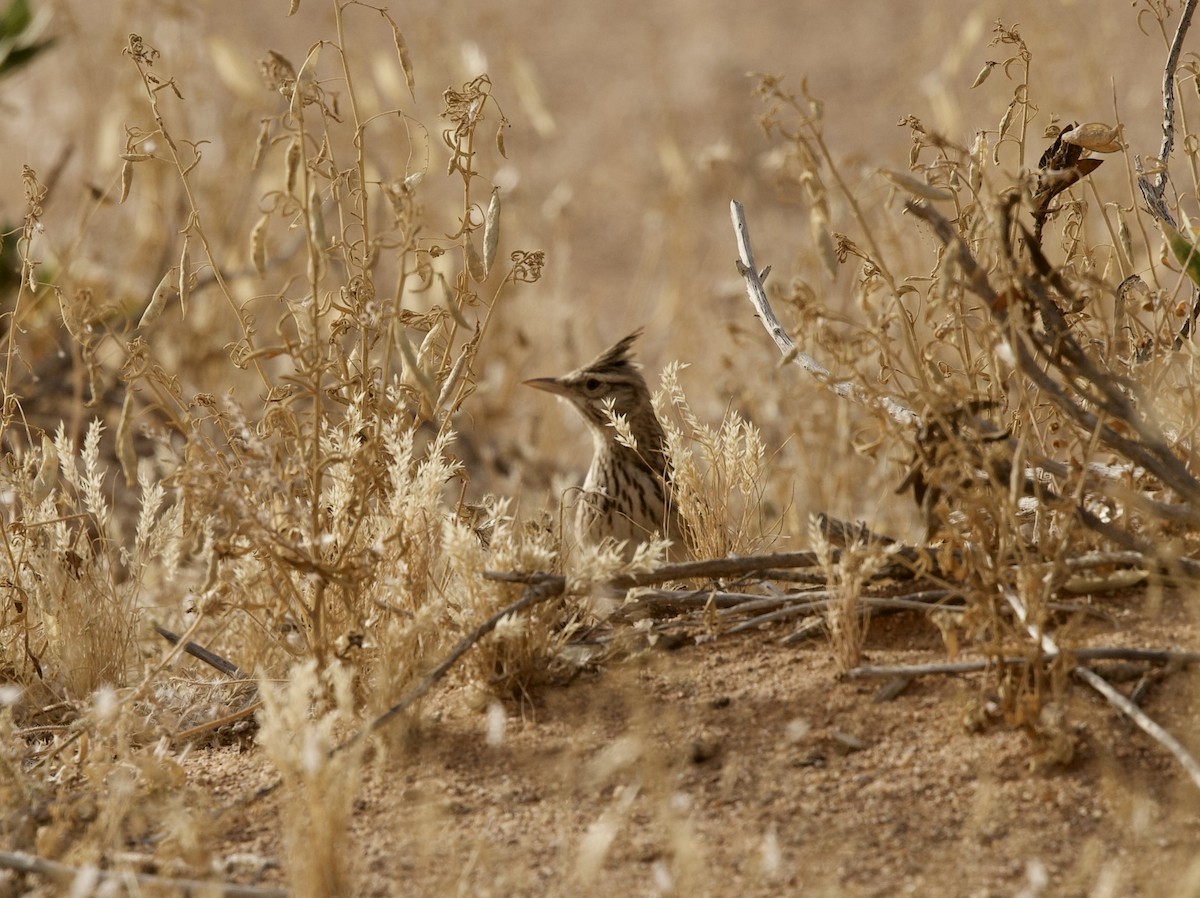 Crested Lark - ML636876117