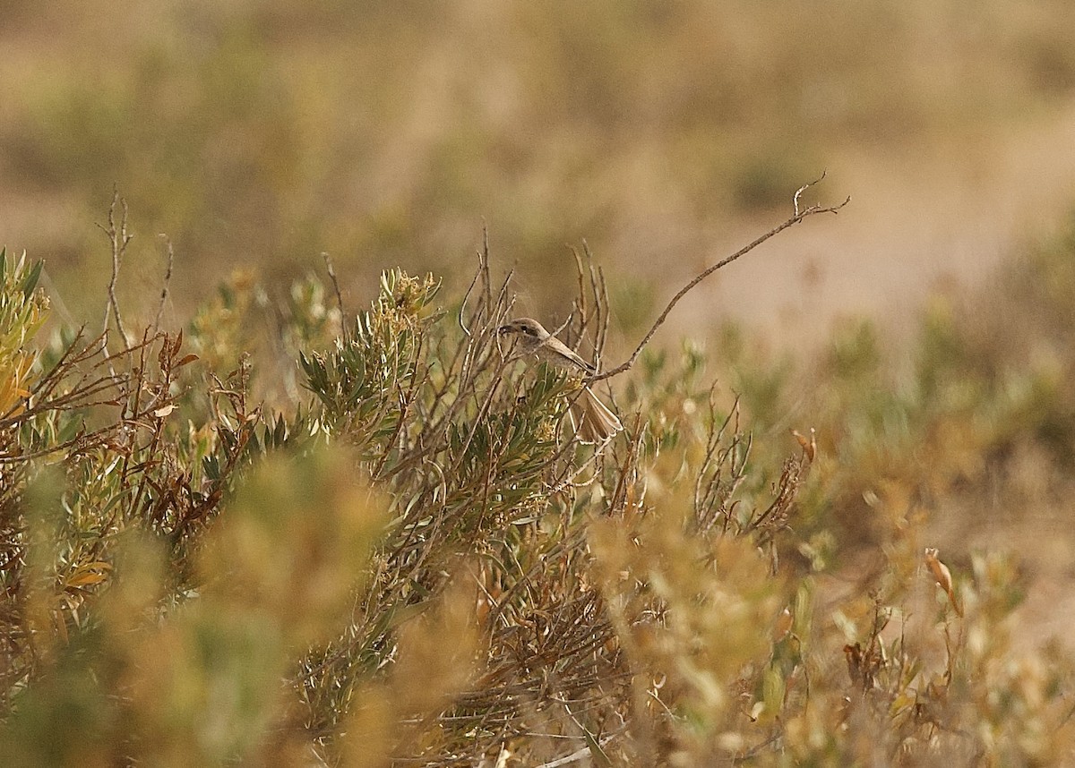 Red-backed Shrike - ML636876125